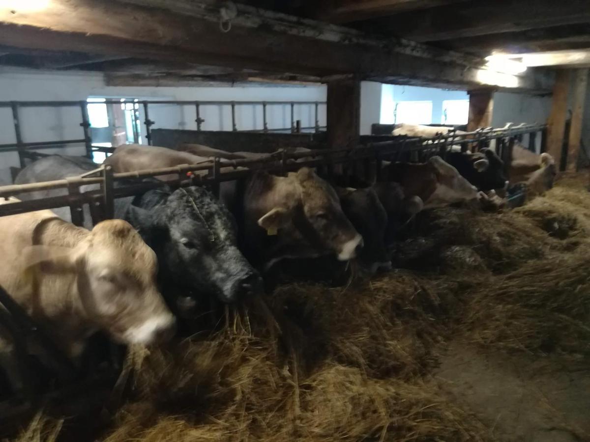 Familienbauernhof Imitz, Ferienwohnung Spital Am Pyhrn Luaran gambar