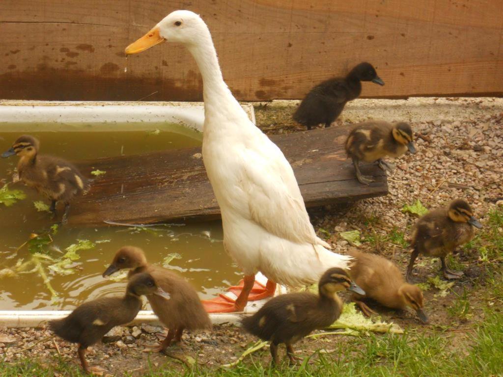 Familienbauernhof Imitz, Ferienwohnung Spital Am Pyhrn Luaran gambar
