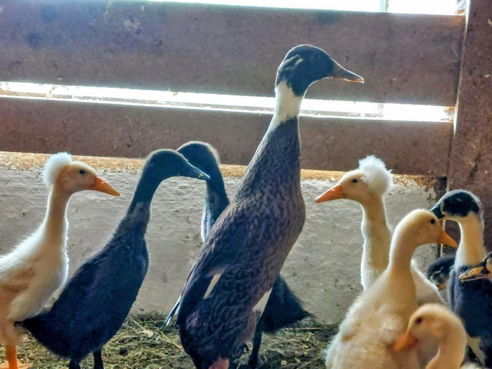 Familienbauernhof Imitz, Ferienwohnung Spital Am Pyhrn Luaran gambar
